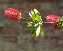 Buonconvento  2015 039